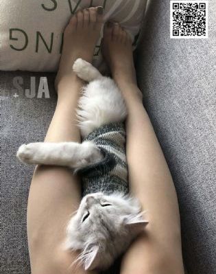 亚洲网视频_DVD免费高清观看